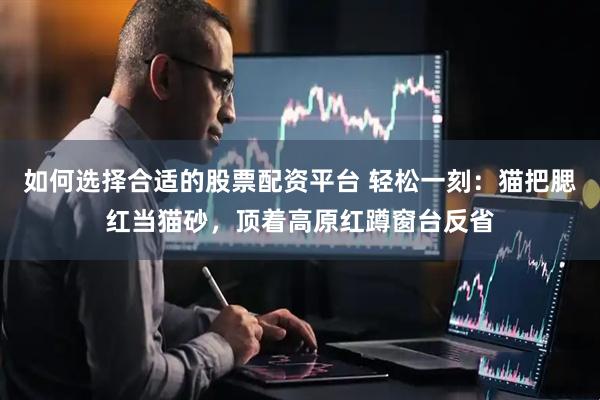 如何选择合适的股票配资平台 轻松一刻：猫把腮红当猫砂，顶着高原红蹲窗台反省
